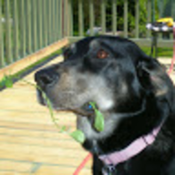 Meet your Posher, Lisa - Picture 1 of 1